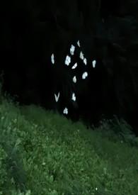 我放弃你了免费观看